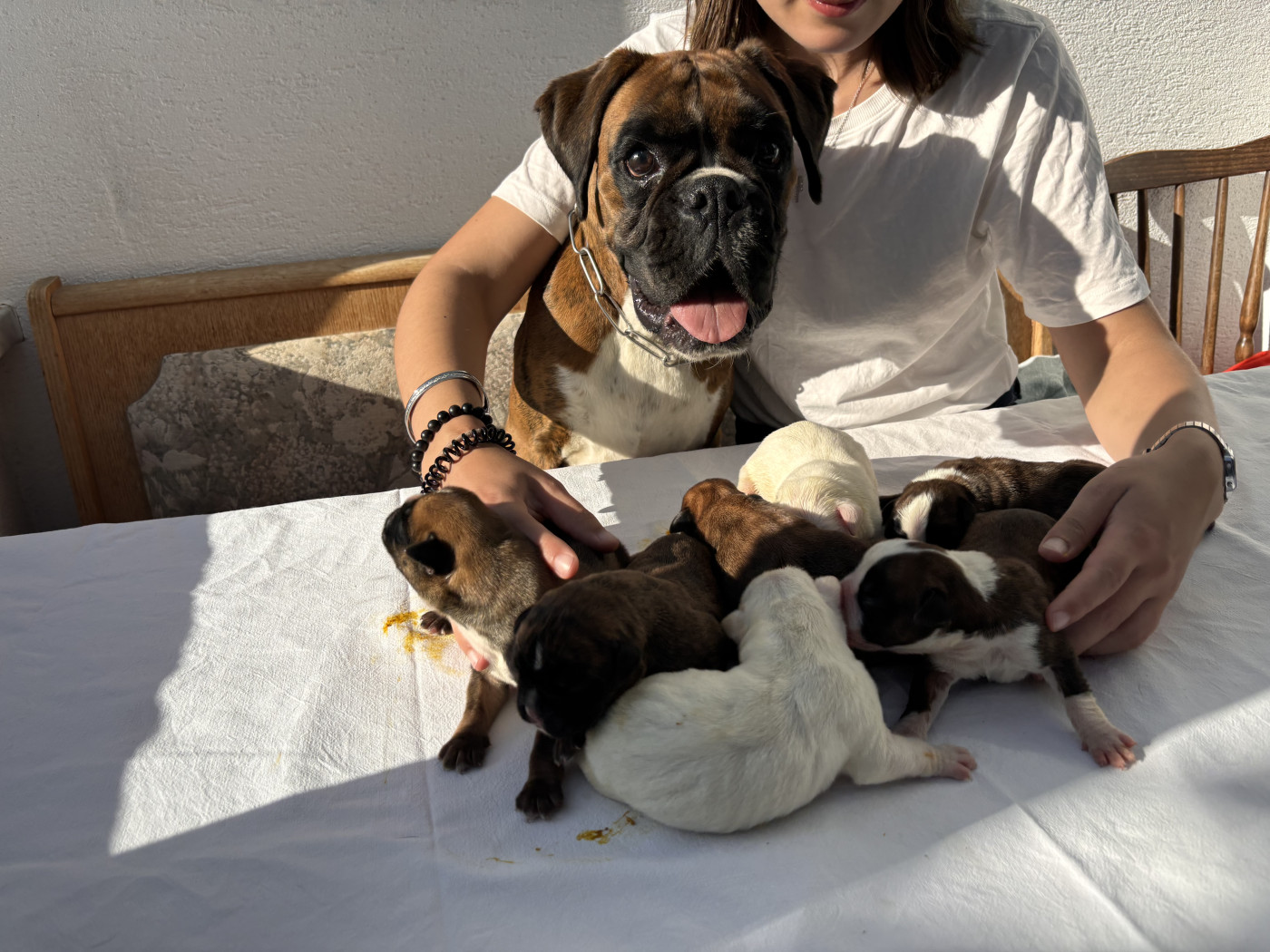 Chiot Boxer De la vallée des épis d'or 