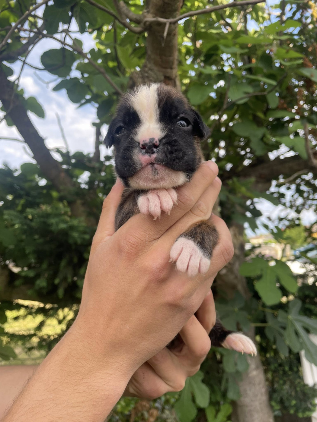 De la vallée des épis d'or  - Chiots disponibles - Boxer