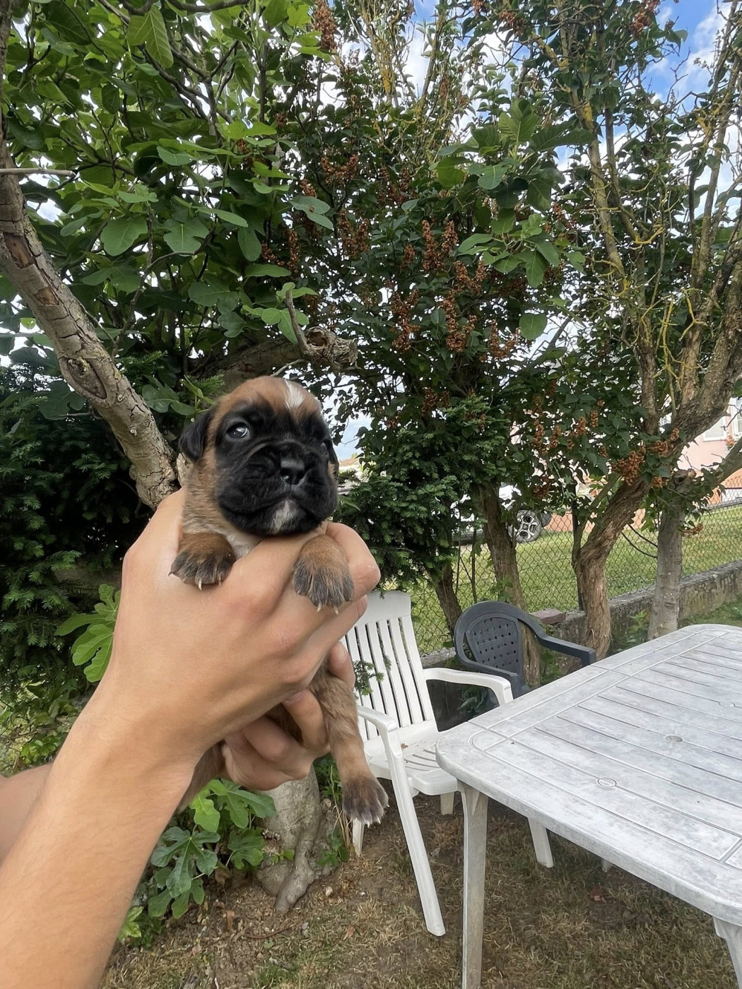 De la vallée des épis d'or  - Chiots disponibles - Boxer