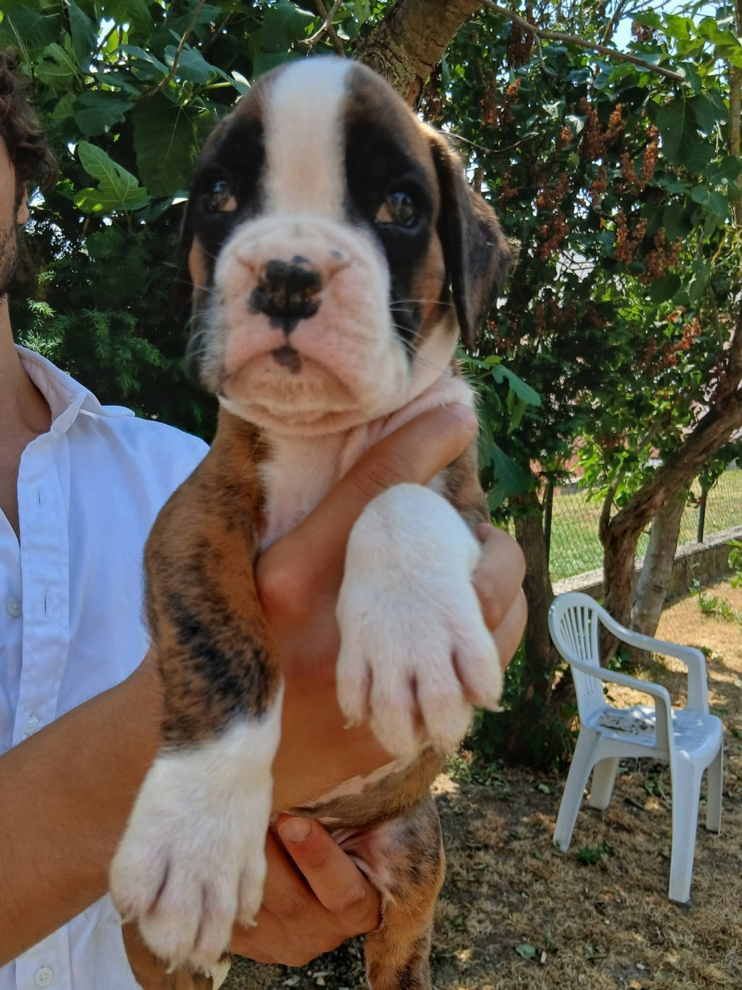 De la vallée des épis d'or  - Chiots disponibles - Boxer