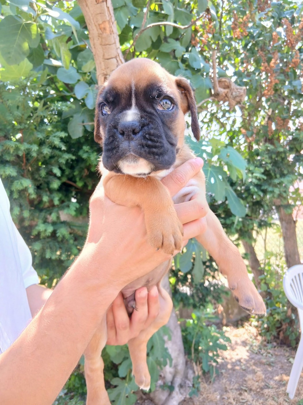 De la vallée des épis d'or  - Chiots disponibles - Boxer
