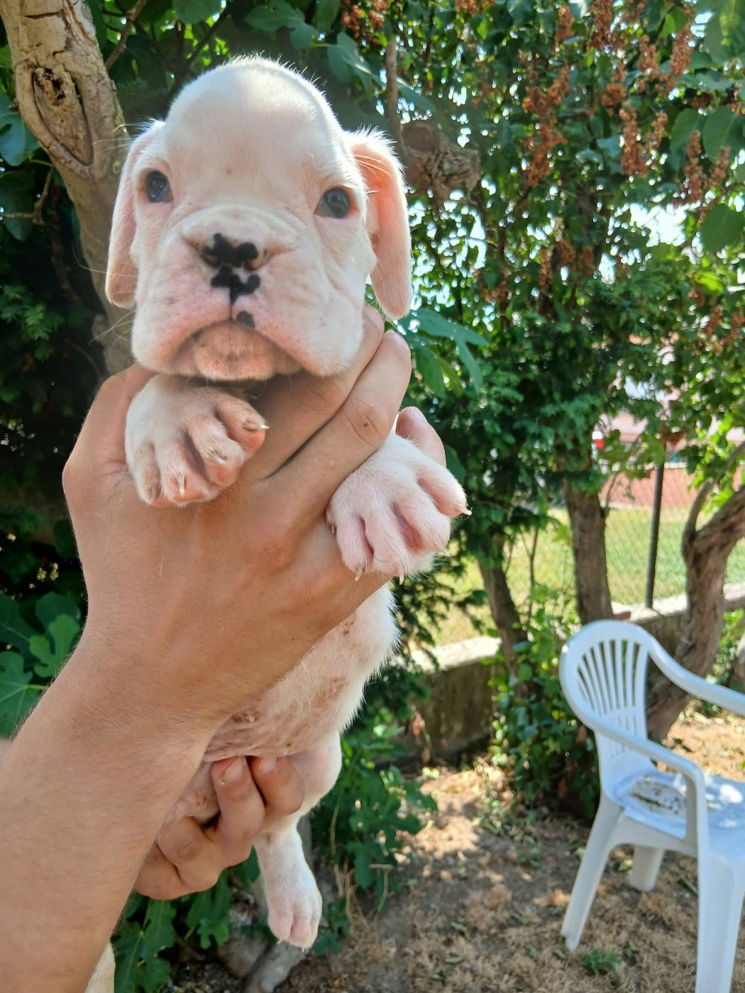 De la vallée des épis d'or  - Chiots disponibles - Boxer