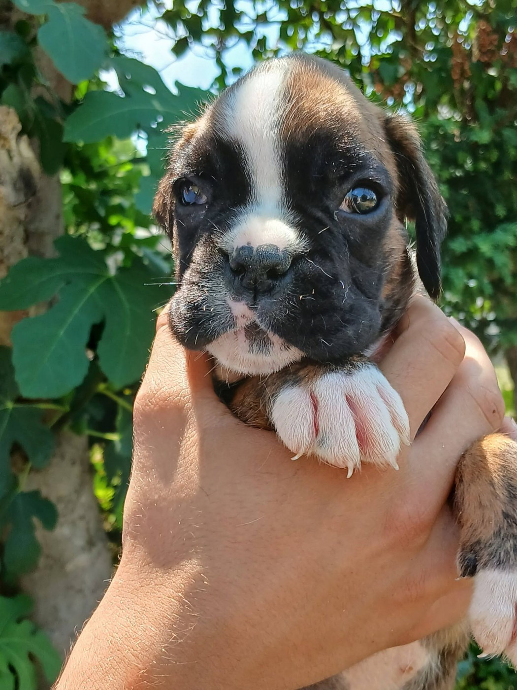 De la vallée des épis d'or  - Chiots disponibles - Boxer