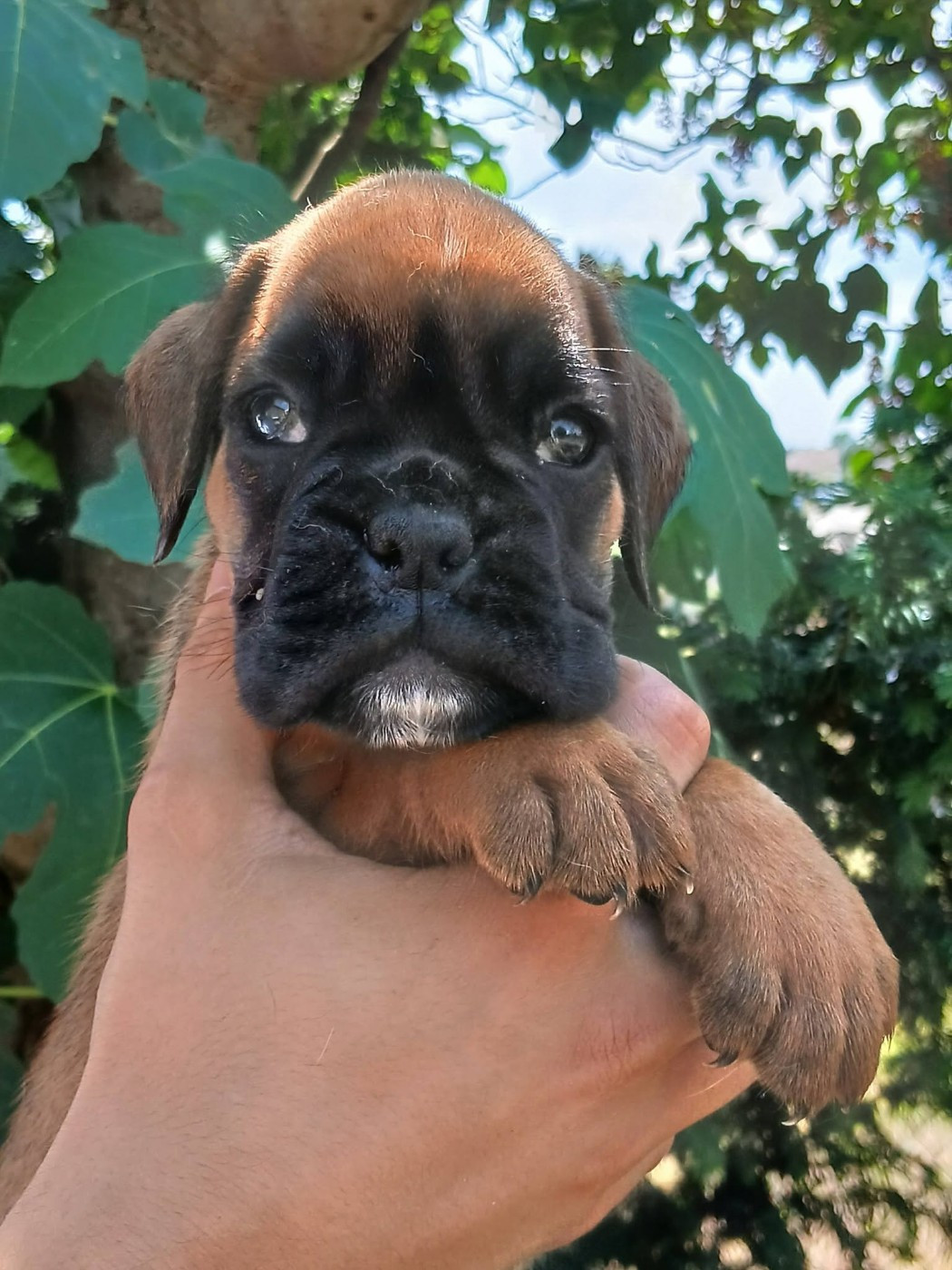 De la vallée des épis d'or  - Chiots disponibles - Boxer