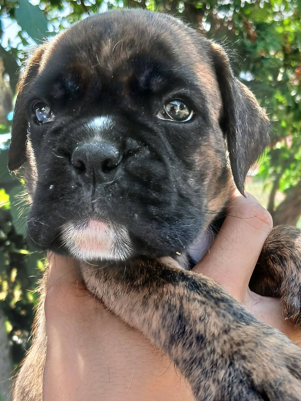 De la vallée des épis d'or  - Chiots disponibles - Boxer