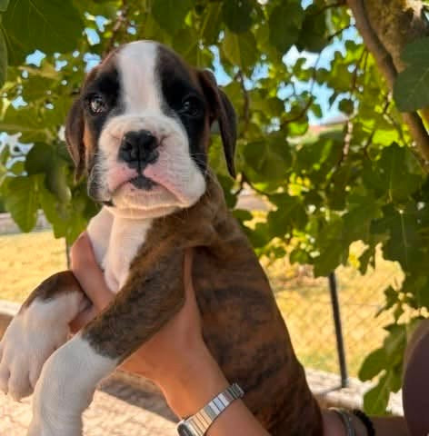 De la vallée des épis d'or  - Chiots disponibles - Boxer