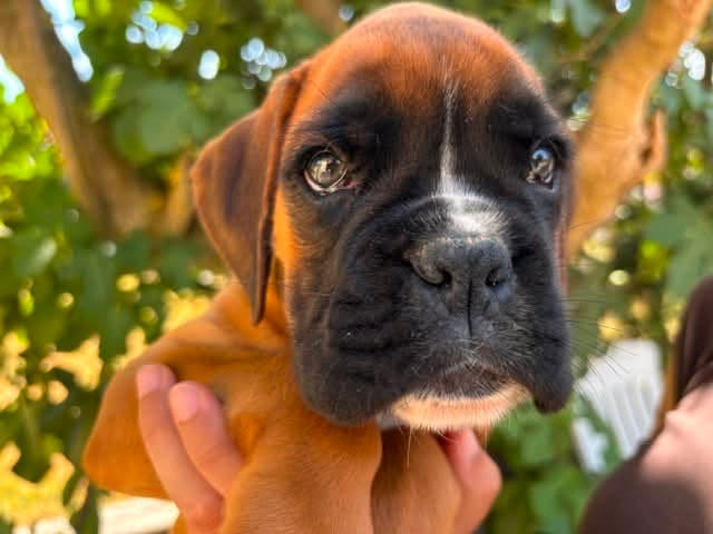 De la vallée des épis d'or  - Chiots disponibles - Boxer